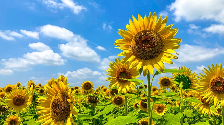 Sunflowers with a blue sky
